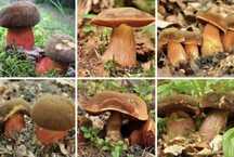 Sprzedam Krasnoborowik Ceglastopory