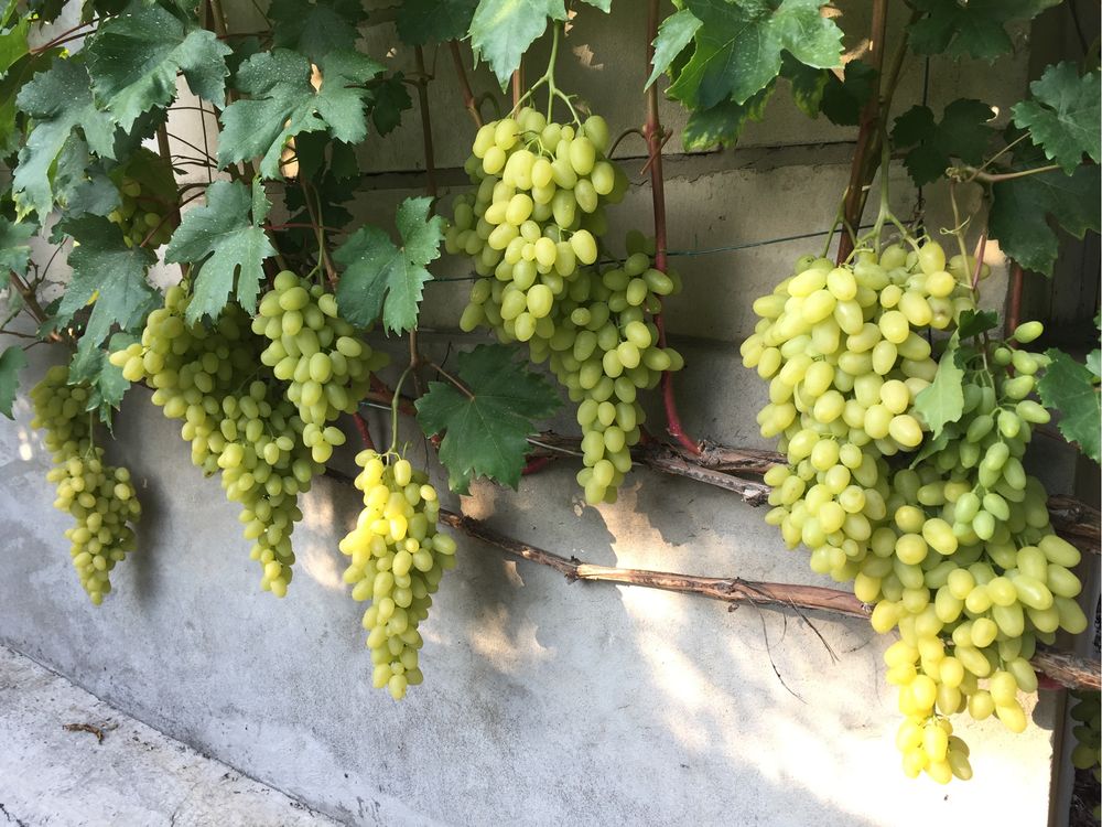 Саженцы винограда Зарница 2-х летнего
