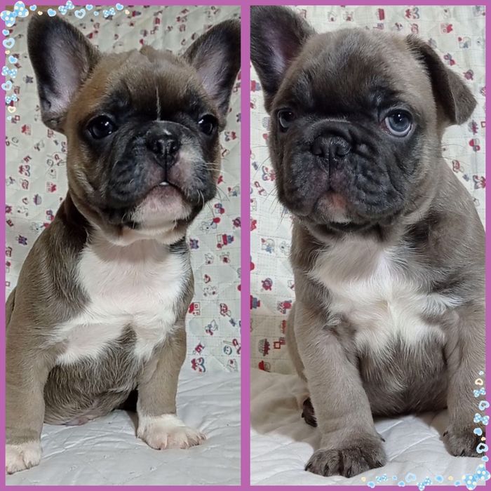 Неймовірні красунчики