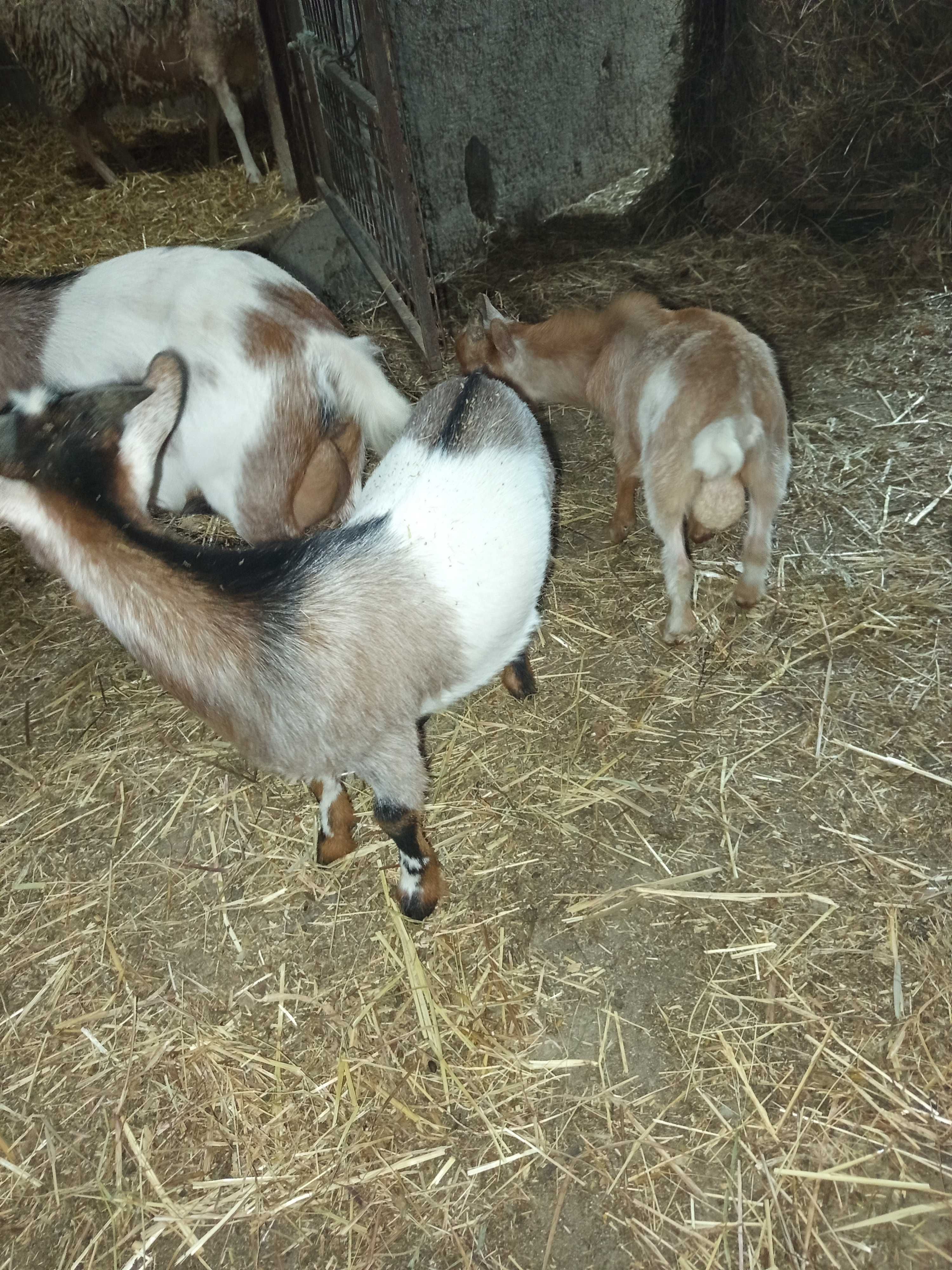 Vendo cabras micro anãs
