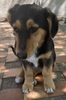 Цуценята (мати довгошерстна такса)