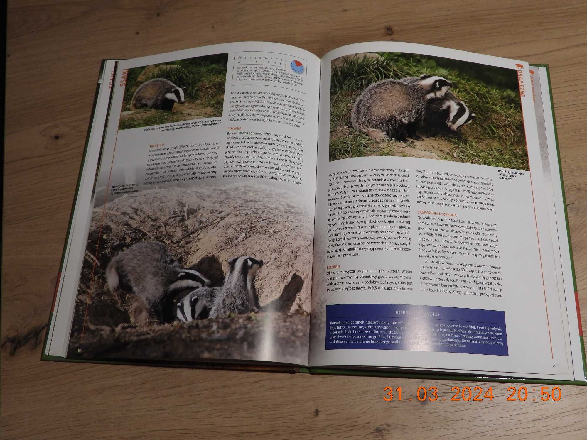 Encyklopedia Przyrody - Tom 6 Zwierzęta - Ssaki Drapieżne