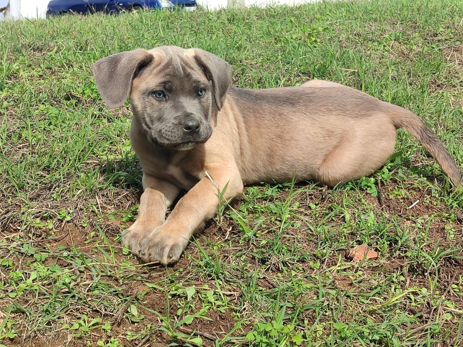 Cane Corso com lop e afixo