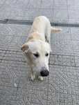 Cão para adoção.