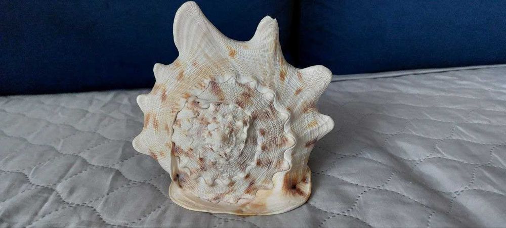 Syrinx Aruanus Concha *róg sygnałowy XXXL* 62 cm +Cassis Cornuta 20cm