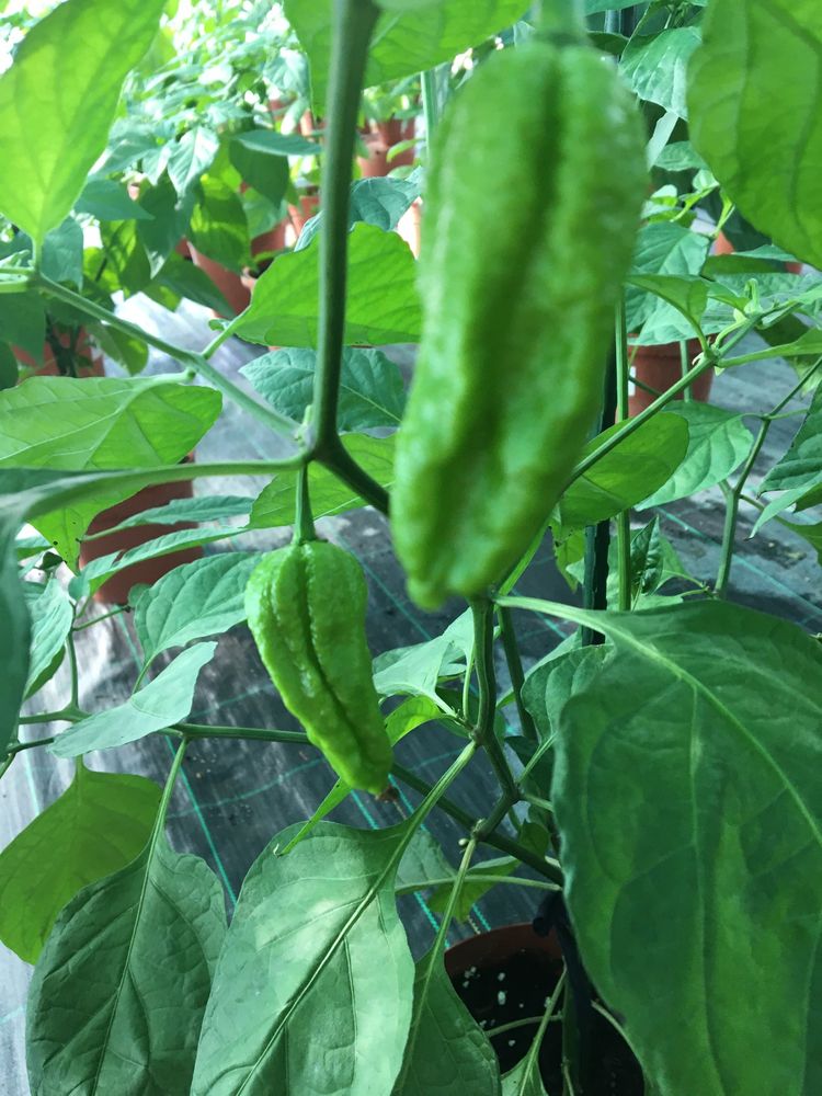 Sementes de chocolate bhutlah