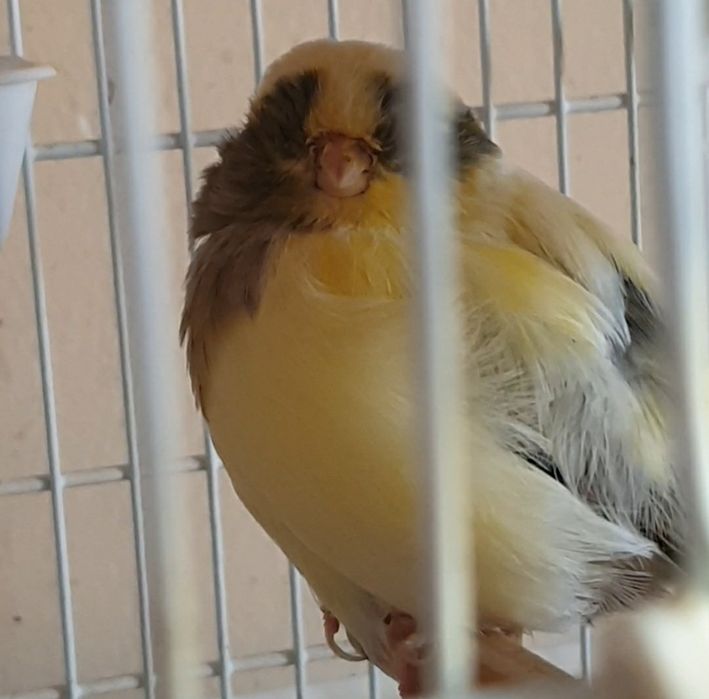 Fêmea Reprodutora Gloster 2024