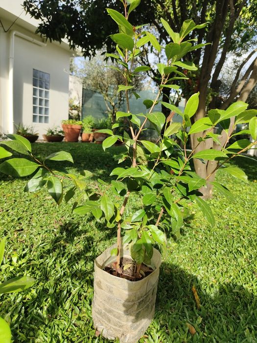 Planta de araçá vermelho 2 pés