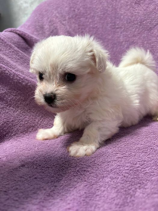 Мальтійська болонка хлопчики