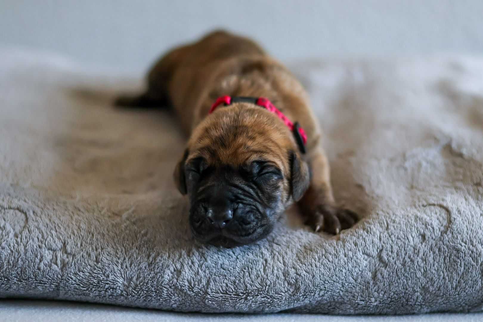 Dog niemiecki szczenię.