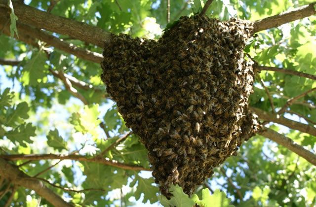 Apanha, captura, recolha de enxames de abelhas