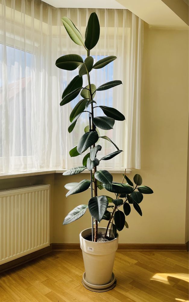 FICUS sprężysty 2 metry