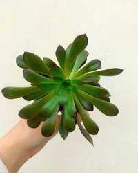 [Planta] Aeonium arboreum