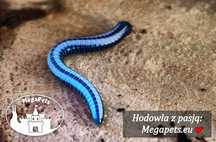 Spirobolellus sp Maui Krocionogi Kulanki Prosionki Wije Skoczogonki