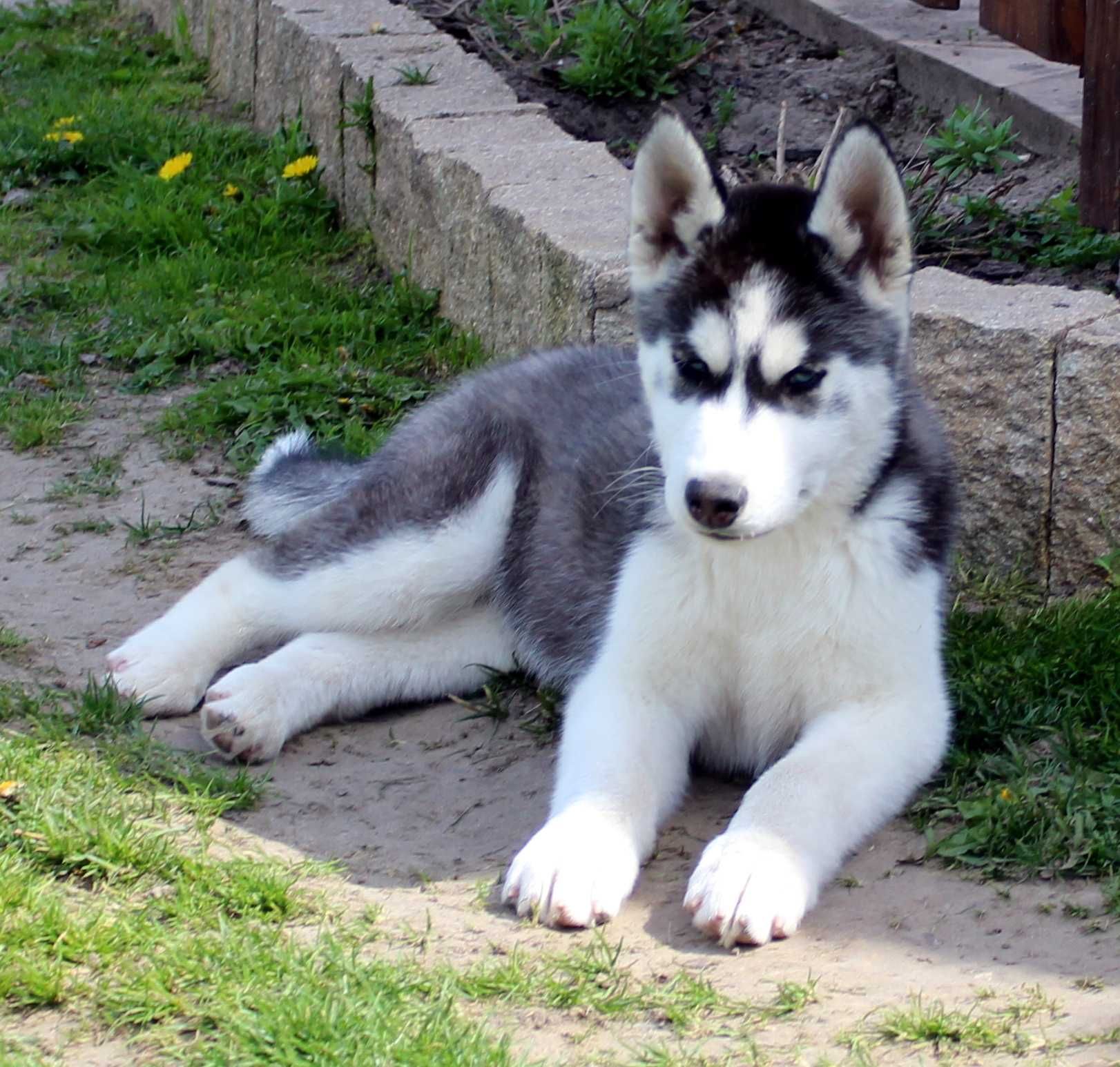 Husky Szczenię Siberian Husky Niebieskie Oczy z Rodowodem