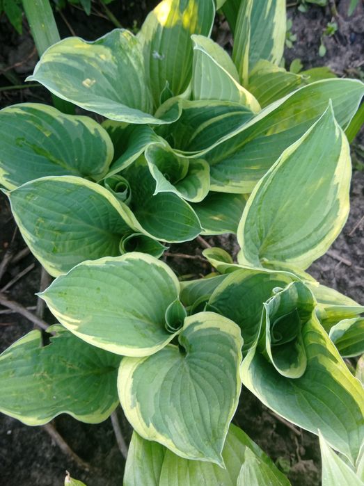 Цветок садовый,Хоста.