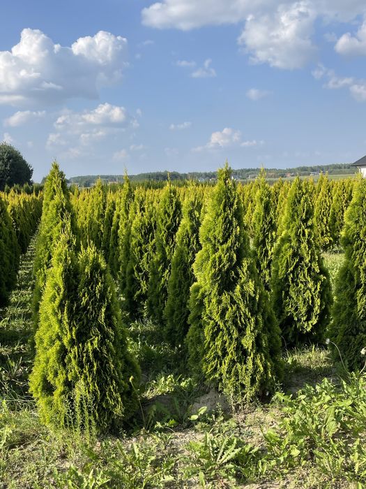 Tuja Szmaragd 250cm PRODUCENT‼️  thuje szmaragd i brabant do 350cm