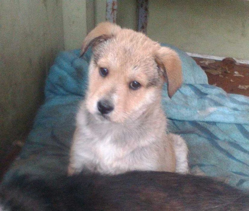 Щенки ищут заботливую семью