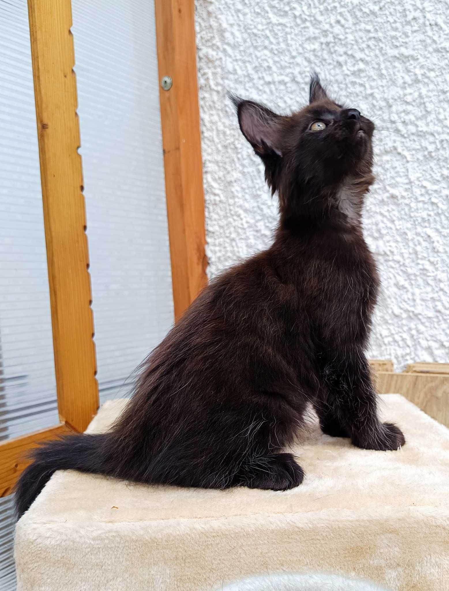 Maine Coon kocurek z rodowodem FPL – czarny solid – Jerry Rezerwacja