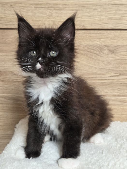 Kocurek Maine Coon z rodowodem FPL