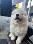 Samoyed piesek samojed zkwp fci po zdrowych rodzicach