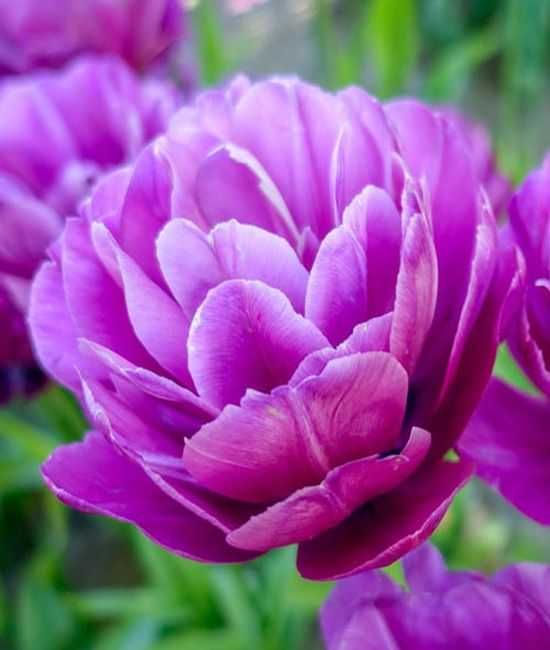 Tulipany pełne Blue Spectacle 30 cebulek za 72 zł