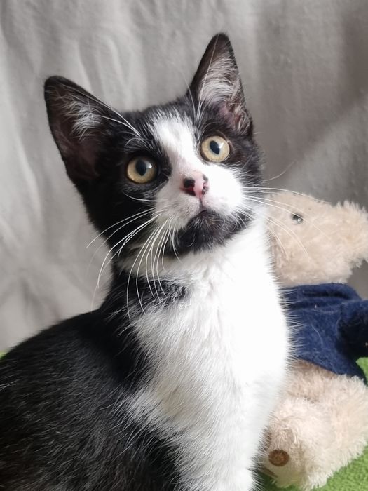 Cudny kocurek Piotruś szuka domu