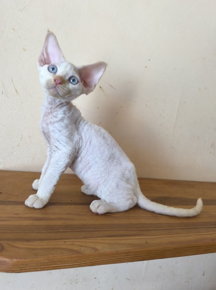 Голубоглазые котики, клубные малыши, игривый характер. Котята Киев