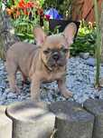 Buldog Francuski dziewczyna Blue Fawn