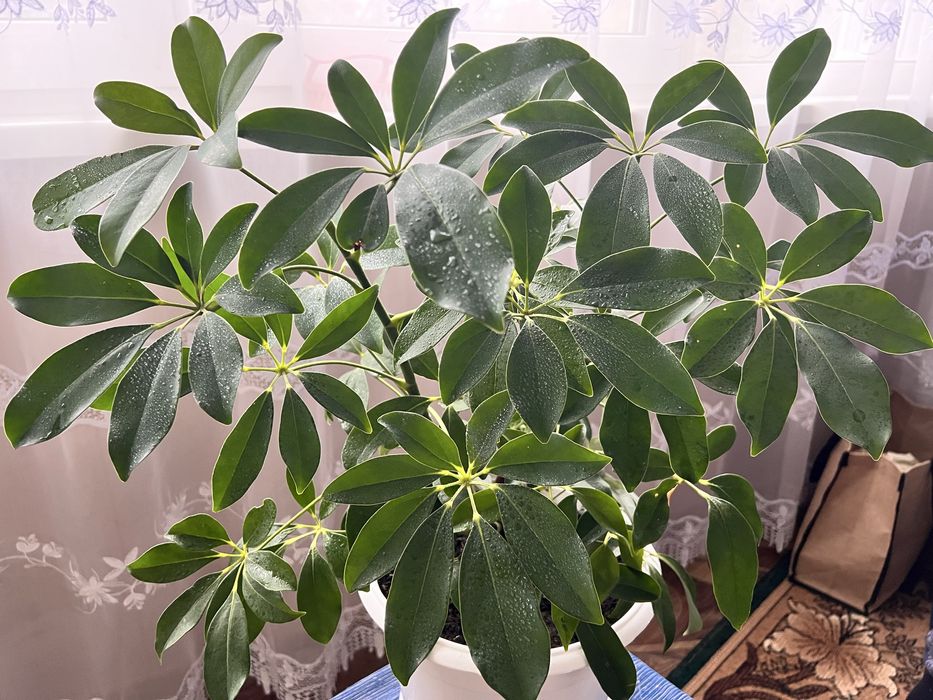 Шефлера, вазон , кімнатна рослина