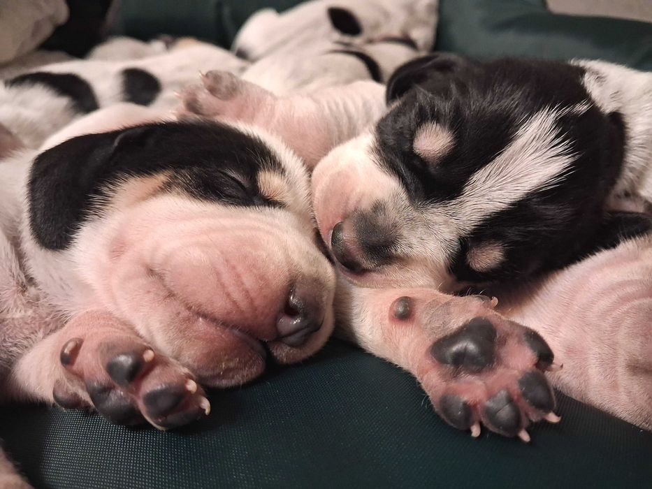 Mały gończy gaskoński FCI/ nie WYŻEŁ, POSOKOWIEC