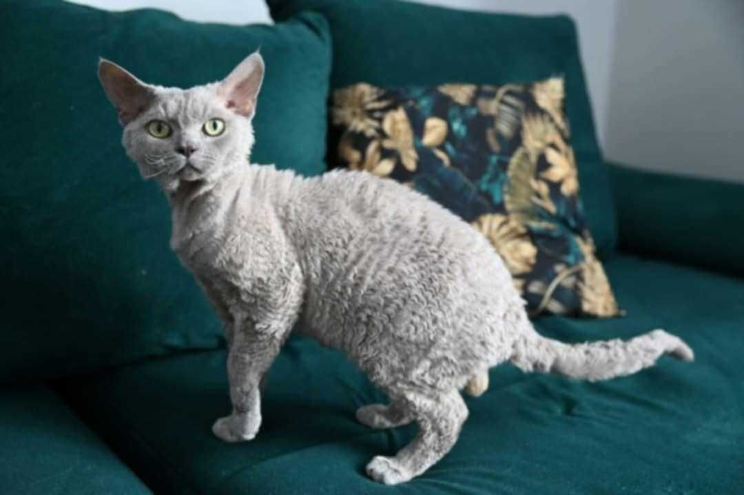 Koteczka Devon Rex Niebieski Point