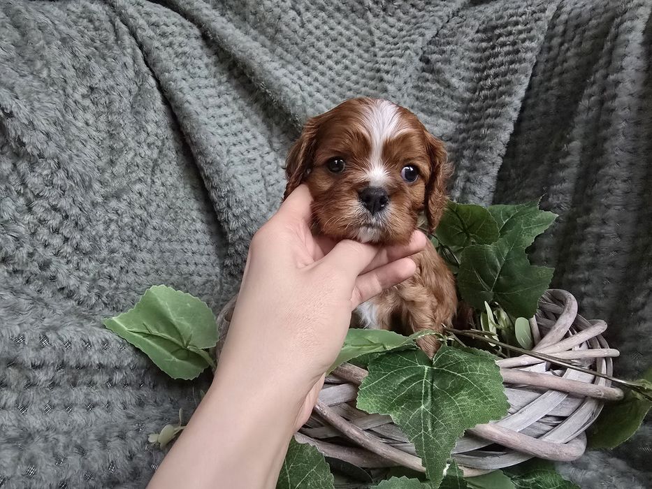 Cavalier King  Charles Spaniel piesek