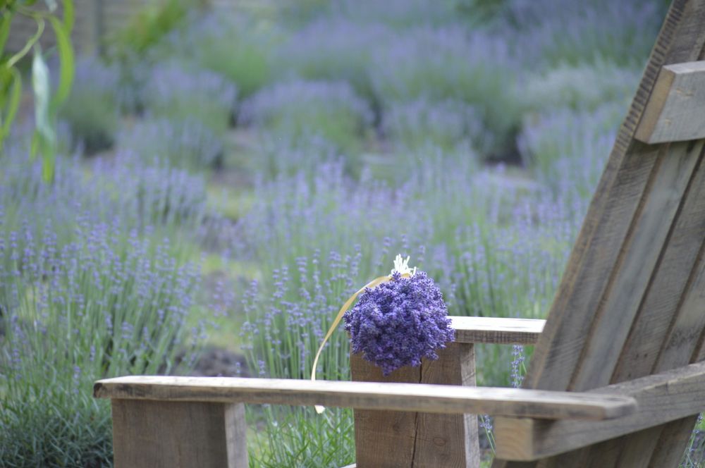 Лаванда_кусты лаванды_юкка