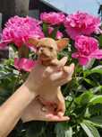 Piękna dziewczynka chihuahua ( isabella ) rodowod FCI