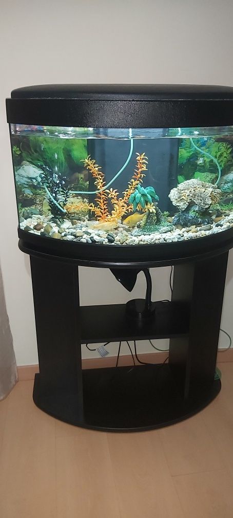 Acuario com tugo ate os 2 peixinhos