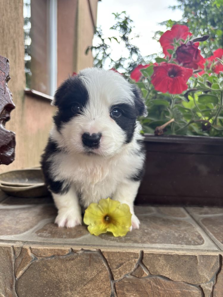Border collie chłopiec  z rodowodem