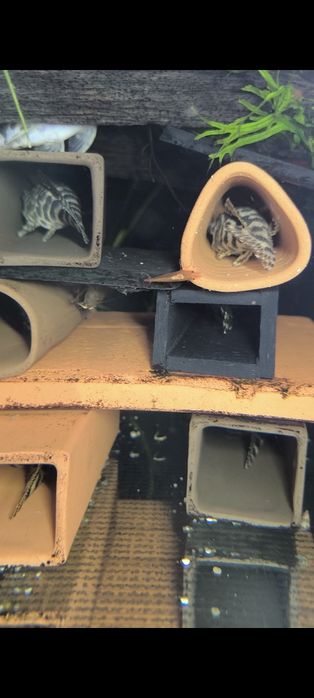 Pleco L134 adultos machos