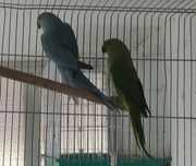 Ringnecks de várias mutações