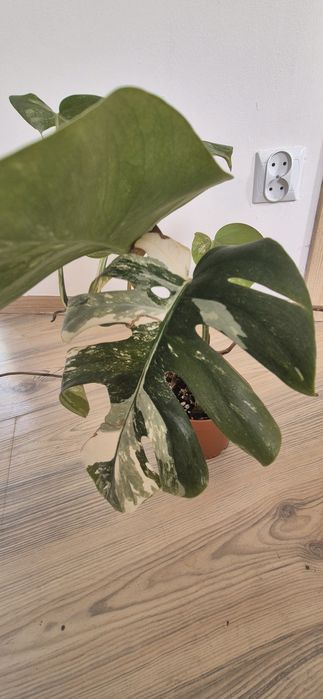 Monstera variegata