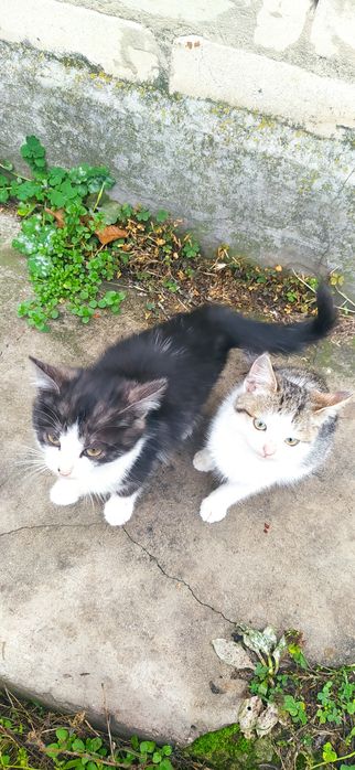 милые пушистикы готовы новому дому.