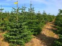 Choinka cięta 250 cm Jodła kaukaska Plantacja wielkopolska 80-300cm