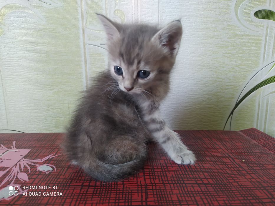 Кошечка серая полосатая