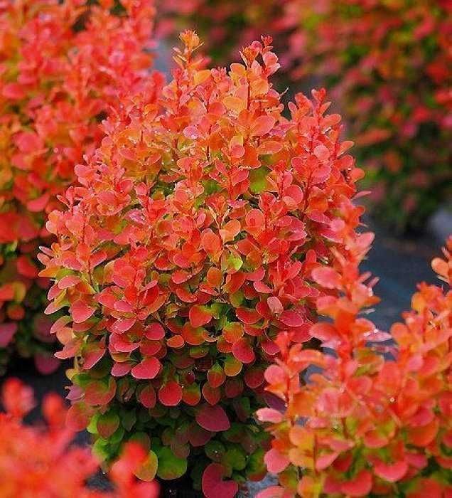 Саджанці барбарису (Роздріб, Опт, Дропшипінг) / Саженцы барбариса