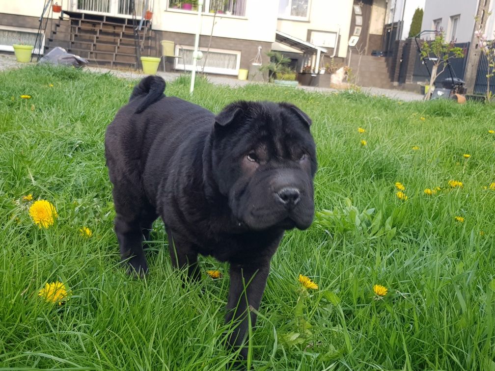 Shar pei suczka Fuksja