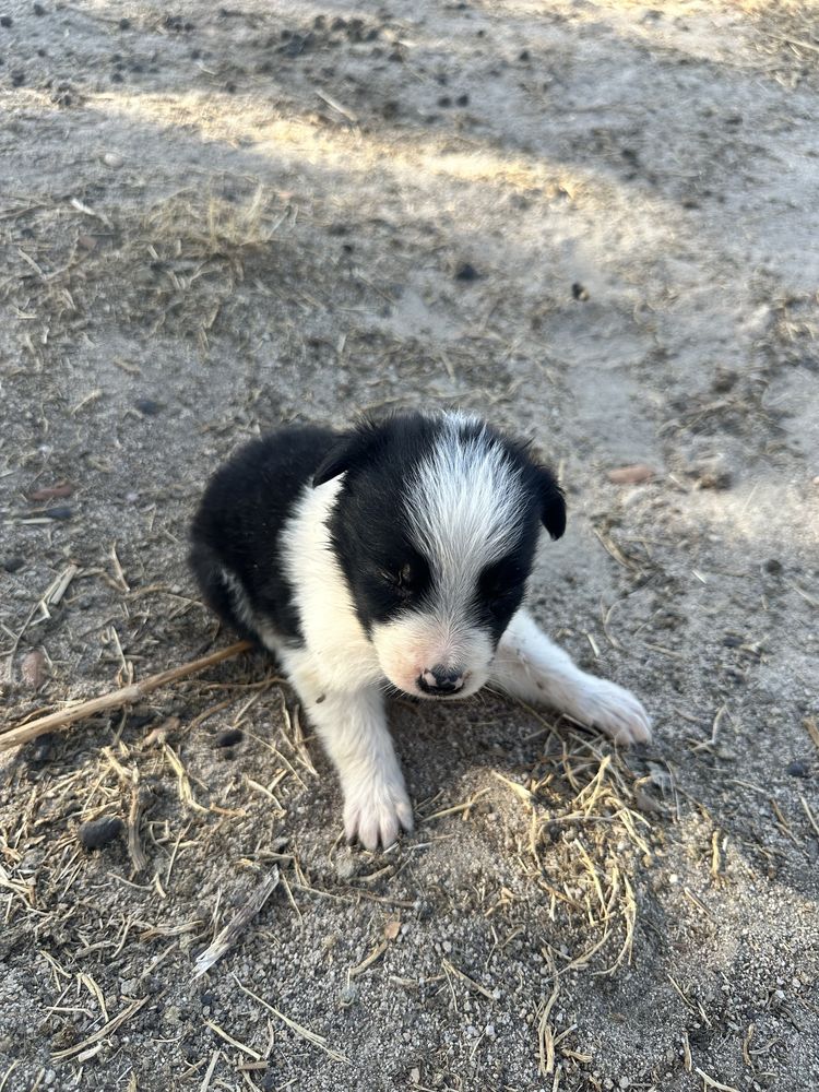 Border collie puro