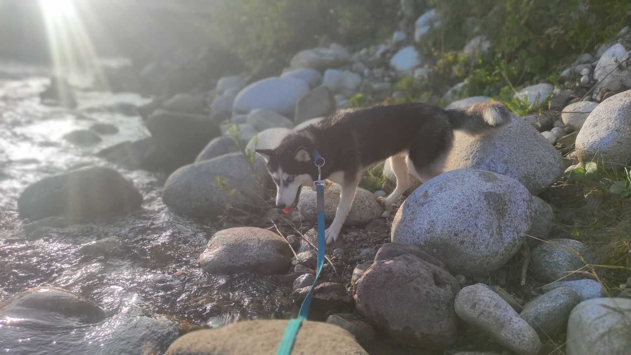 Piękna, młoda suczka w typie husky Inari szuka aktywnego opiekuna