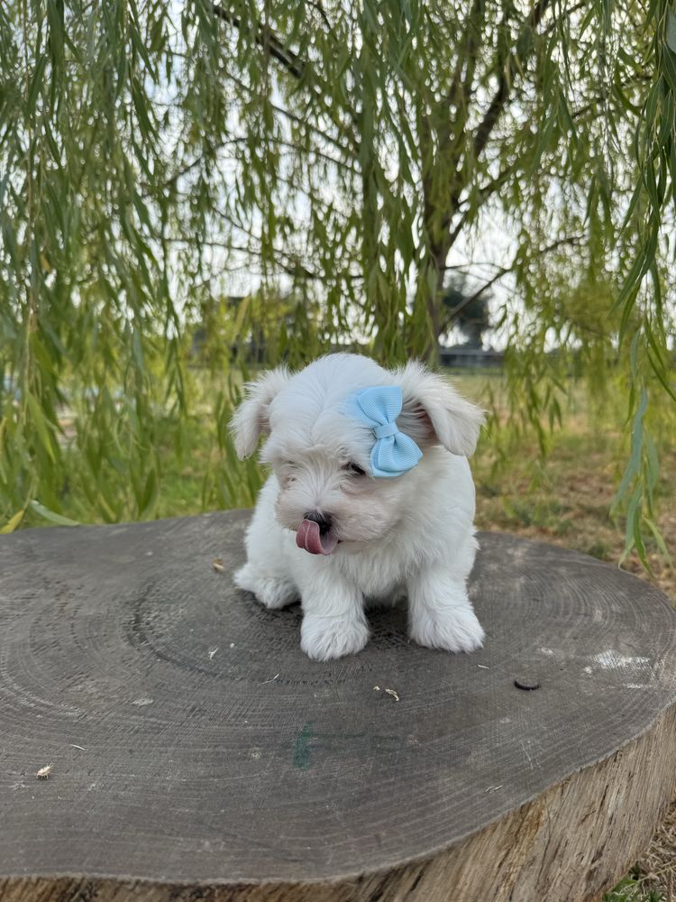 Bichon Maltês fofinha