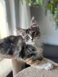 Maine Coon - urocza kotka