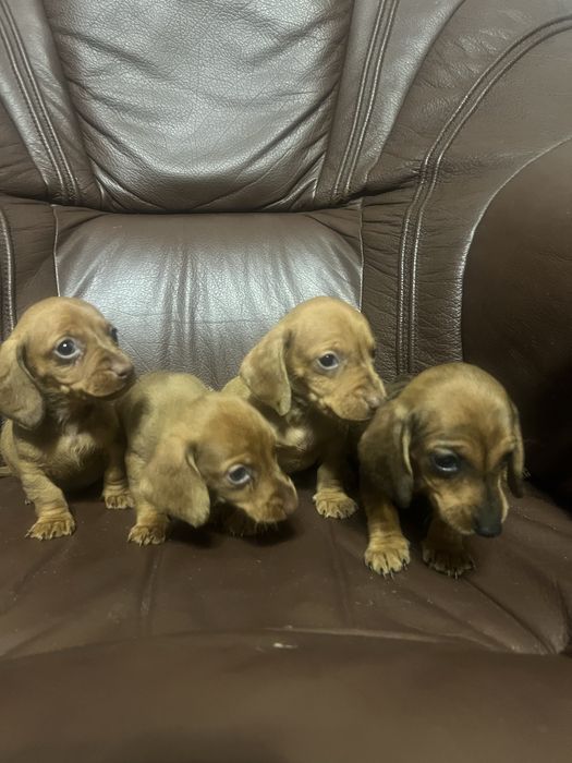 Такси молочний шоколад та мрамор  карлики